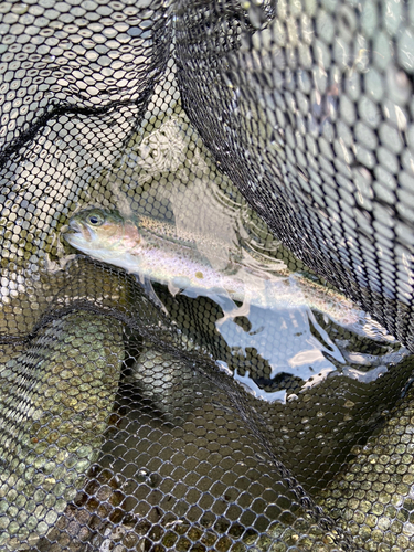 ニジマスの釣果