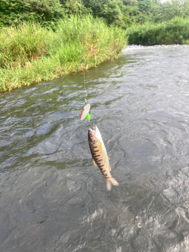 ヤマメの釣果