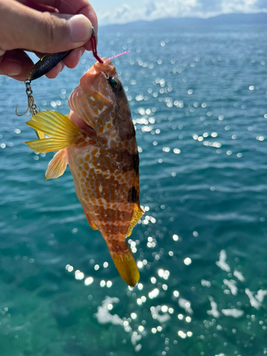 アコウの釣果