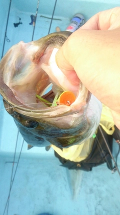 ブラックバスの釣果