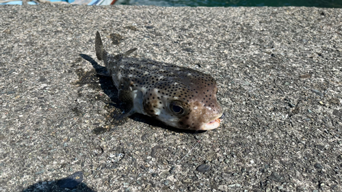 イシガキフグの釣果