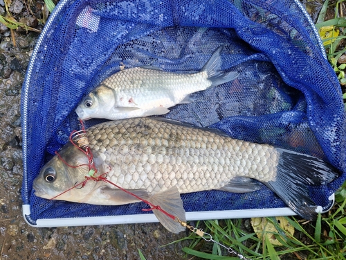 フナの釣果