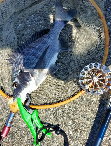 チヌの釣果