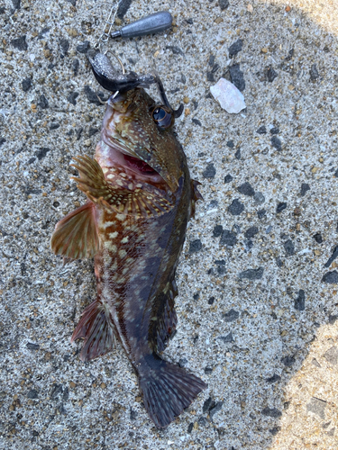 カサゴの釣果