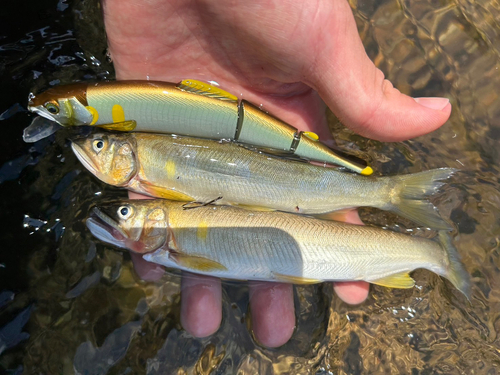 アユの釣果