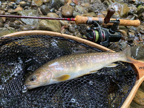 イワナの釣果