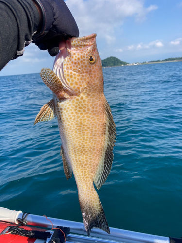 オオモンハタの釣果