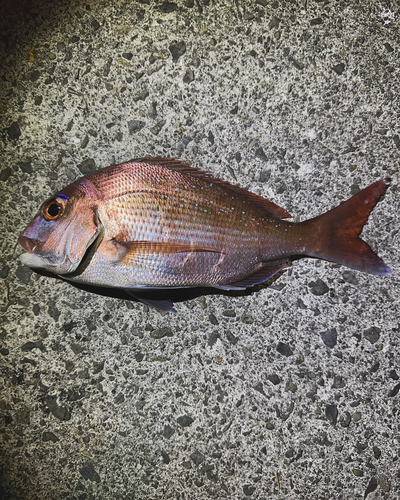 タイの釣果