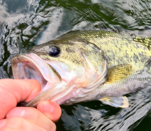 ラージマウスバスの釣果