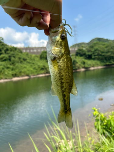 ラージマウスバスの釣果