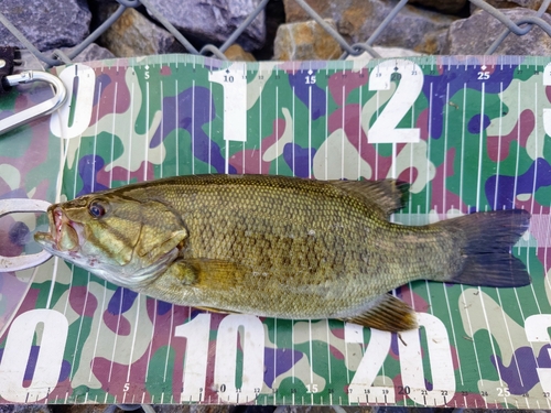 スモールマウスバスの釣果