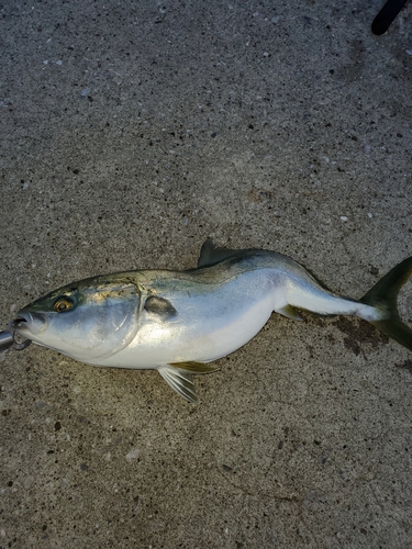 ハマチの釣果