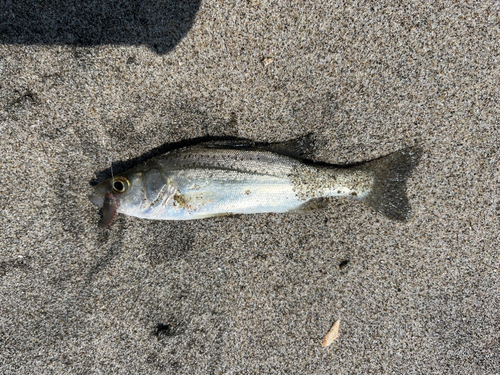 セイゴ（マルスズキ）の釣果