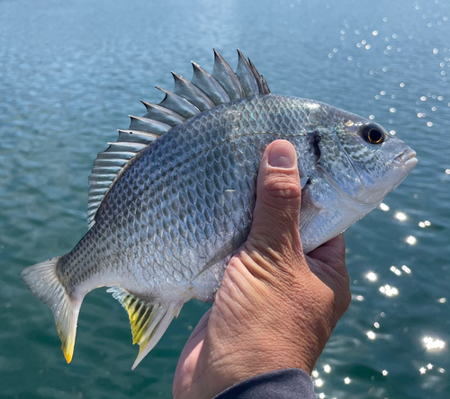 キビレの釣果