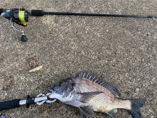 チヌの釣果