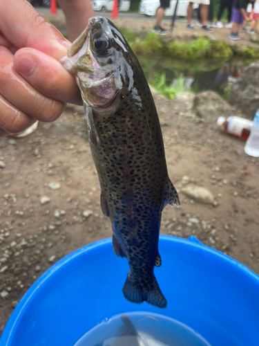 ニジマスの釣果