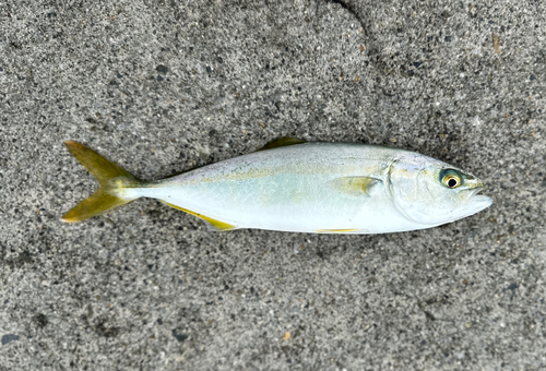 ワカシの釣果