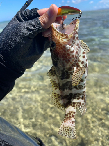 イシミーバイの釣果