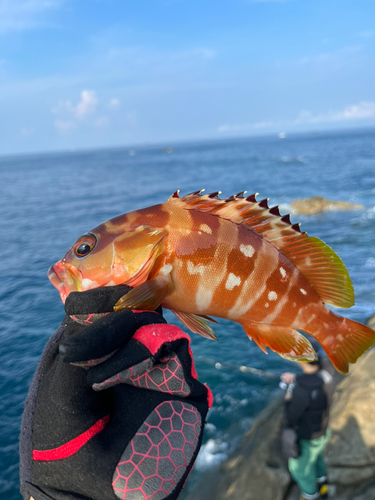 アカハタの釣果