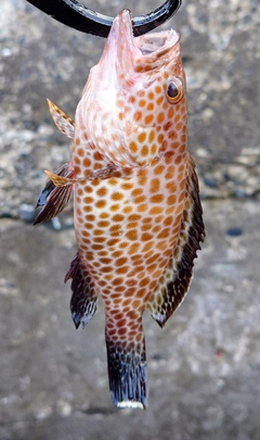 オオモンハタの釣果