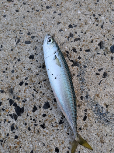 サバの釣果