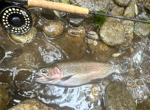 ニジマスの釣果