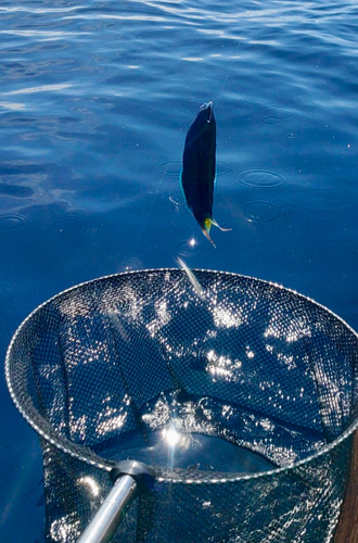 スズメダイの釣果