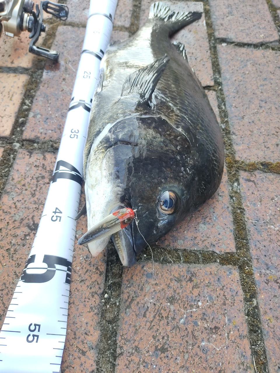 AbuGarcia ソルティスタイル カラーズ STCC-704LT-SBの最安値