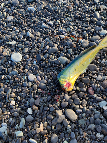 シイラの釣果