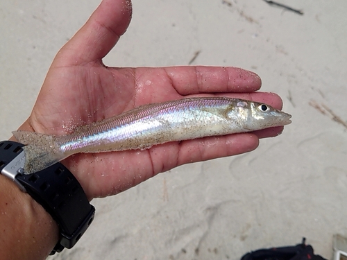 キスの釣果