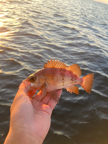 アカメバルの釣果