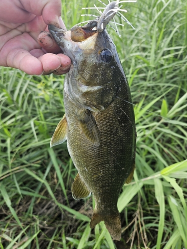 スモールマウスバスの釣果