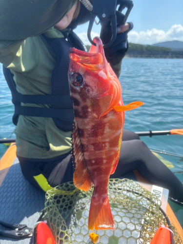 アカハタの釣果