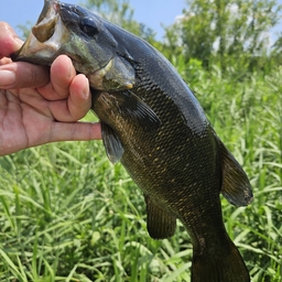 スモールマウスバス