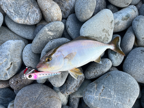 ショゴの釣果