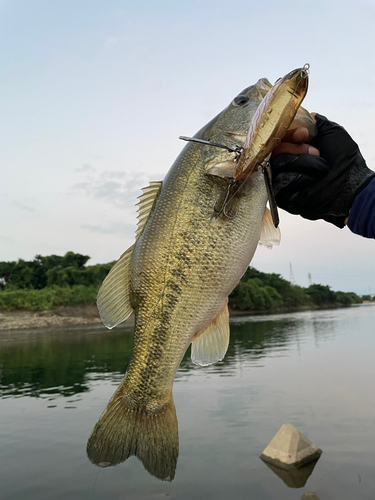 ラージマウスバスの釣果