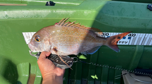 タイの釣果