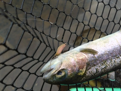 ニジマスの釣果