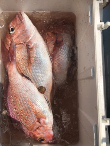 マダイの釣果