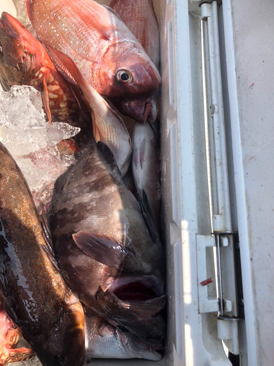 へなちょこ　釣り師さんの釣果 2枚目の画像