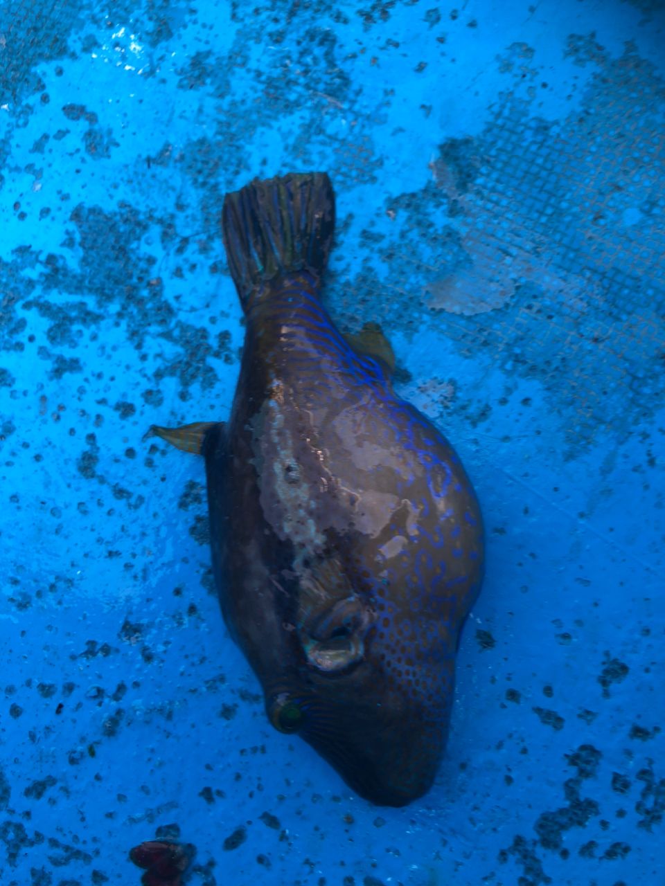 へなちょこ　釣り師さんの釣果 3枚目の画像