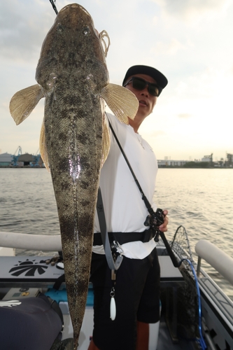 マゴチの釣果