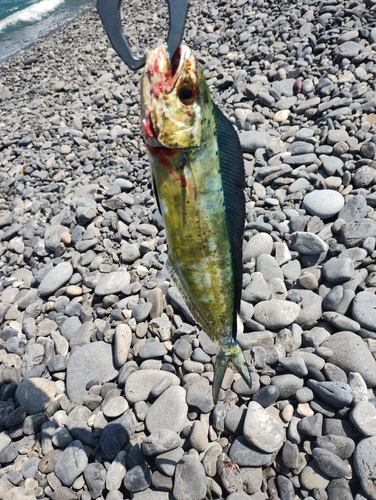 シイラの釣果