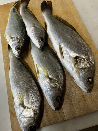 ニベの釣果