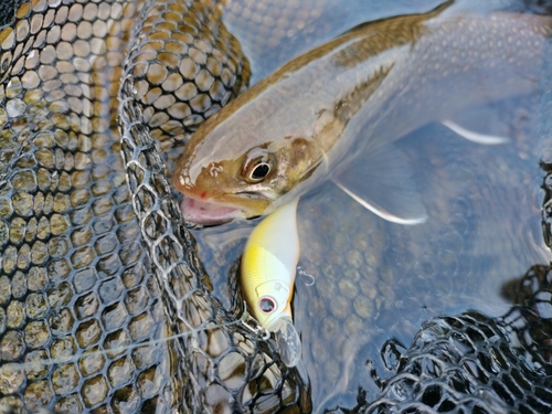 イワナの釣果