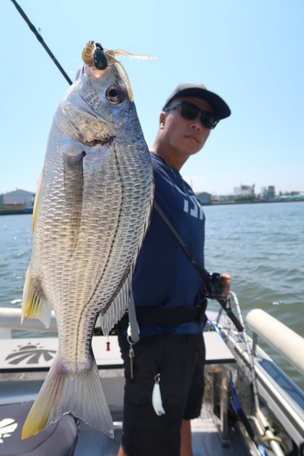 キビレの釣果