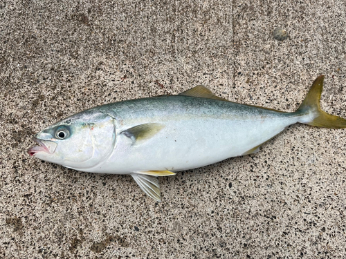 イナダの釣果