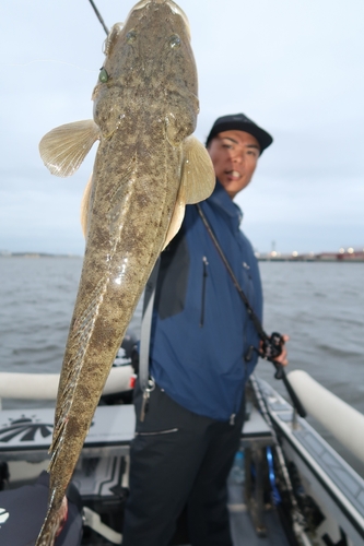 マゴチの釣果