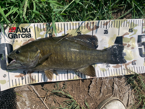 スモールマウスバスの釣果