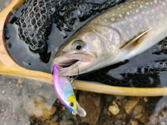 イワナの釣果